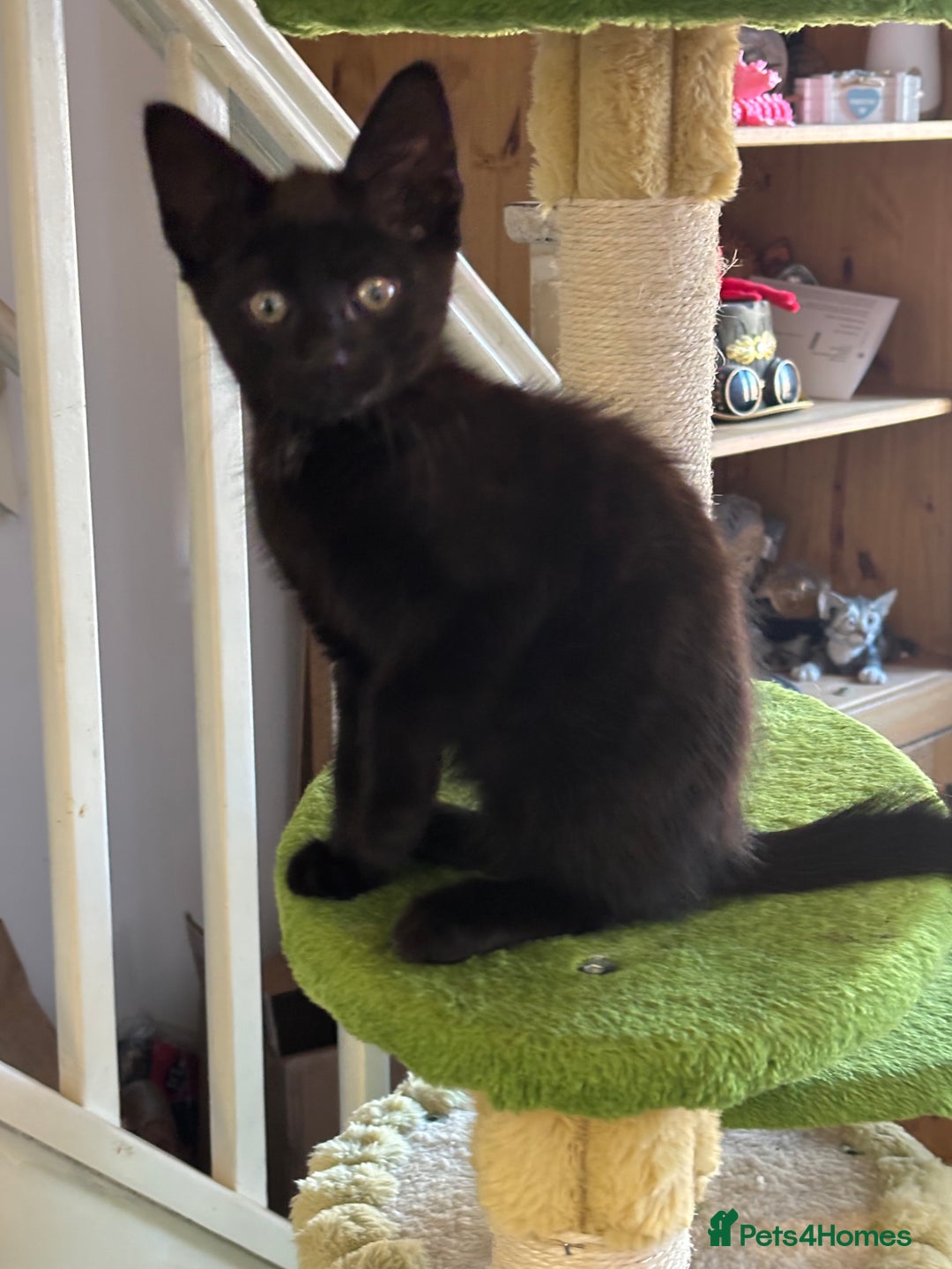 Domestic Shorthair cats for sale: 2 kittens available 1x male 1x female  - Image 1