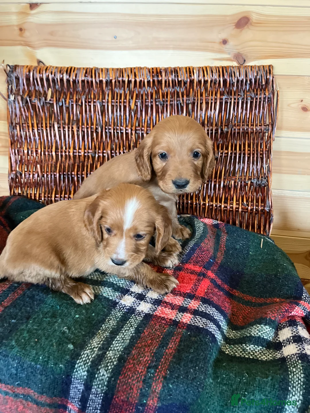 Cocker Spaniel dogs for sale: cocker spaniels - Advert 11