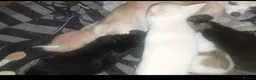 Chihuahua dogs for sale: Full Chihuahuas Fabulous  - Advert 8