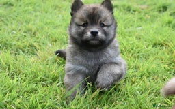 Siberian Husky dogs for sale: Beautiful Chowski puppies  - Image 18