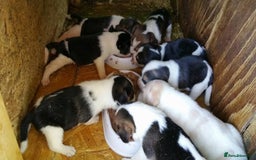 Beagle dogs for sale: Pedigree Beagle Puppies for Sale – Healthy - Image 9