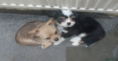 Mixed Breed dogs Ready to go, 1 pup left (beigh one in cover photo) - Advert 14