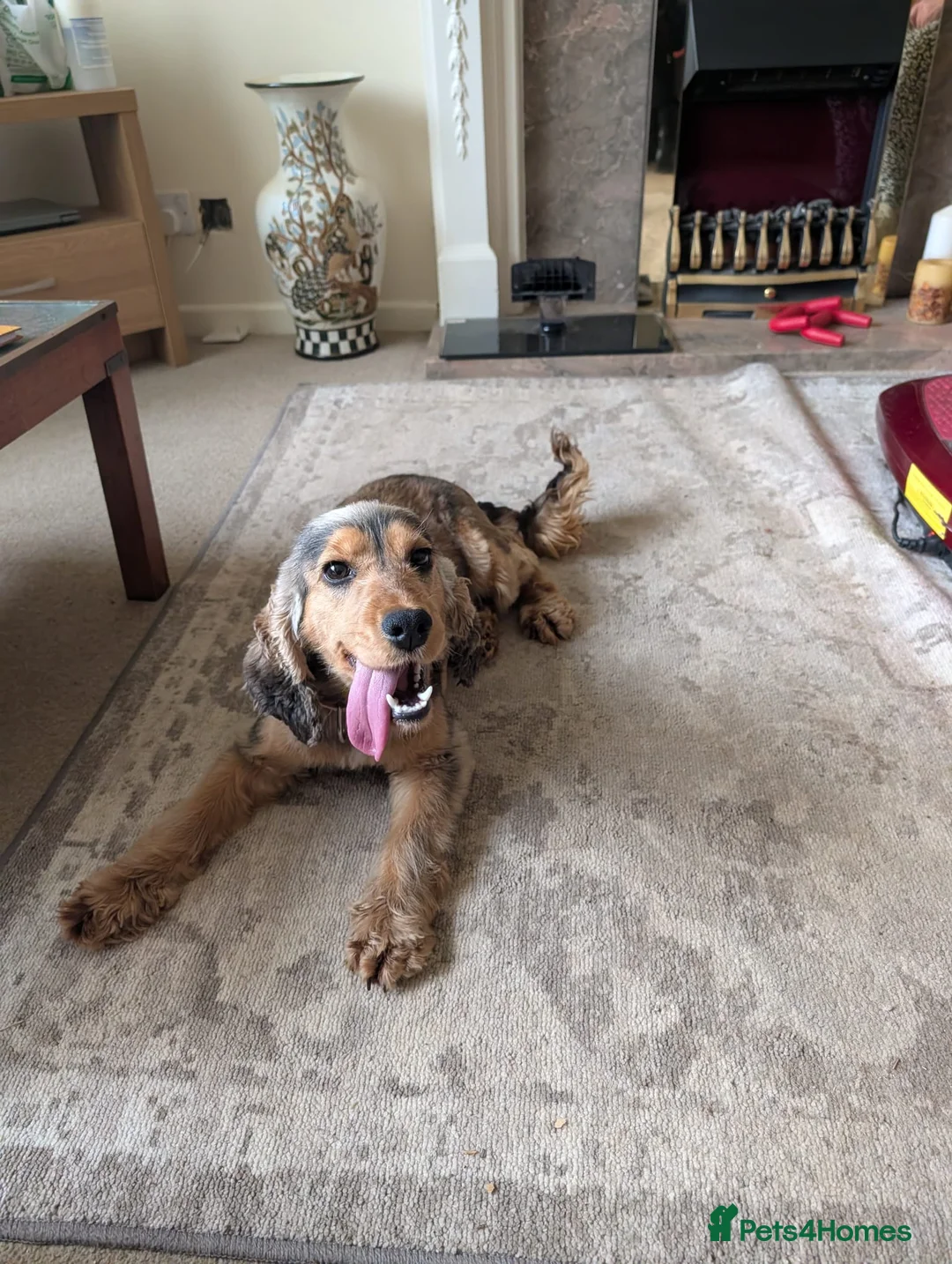 Cocker Spaniel dogs for sale: Beautiful pedigree cocker spaniel bitch in Stockton-on-Tees - Advert 3