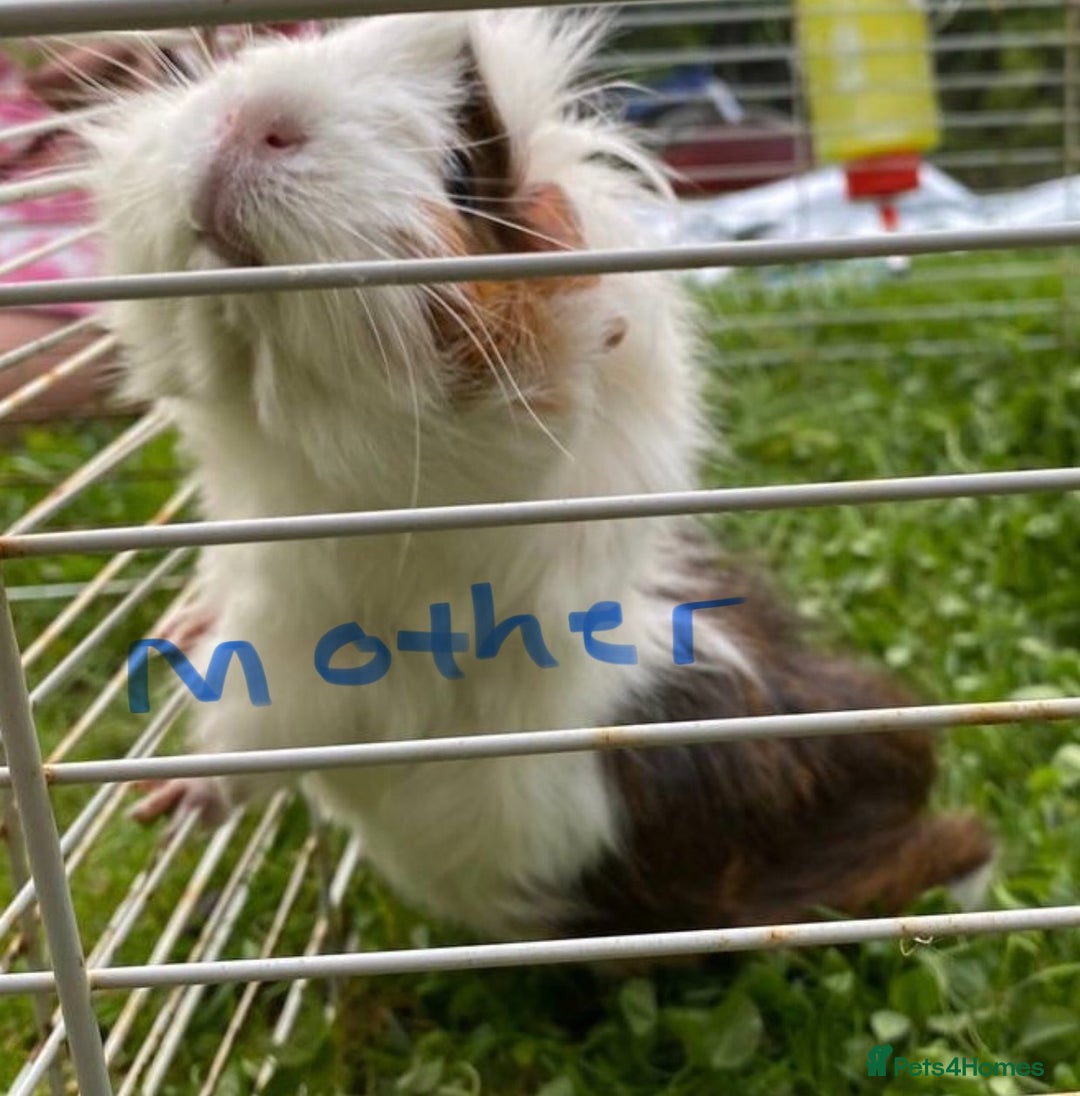 Guinea Pig rodents for sale: Abyssinian long haired  - Image 5