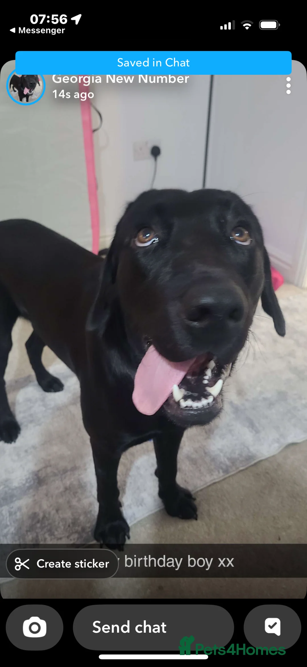 Labrador Retriever dogs for sale: Labrador needs a good home  - Advert 2