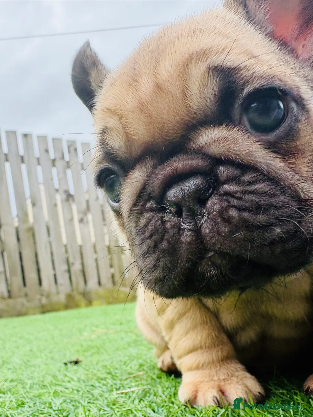 French Bulldog dogs for sale: French Bulldog Puppies - Fawn/Cream - Advert 22