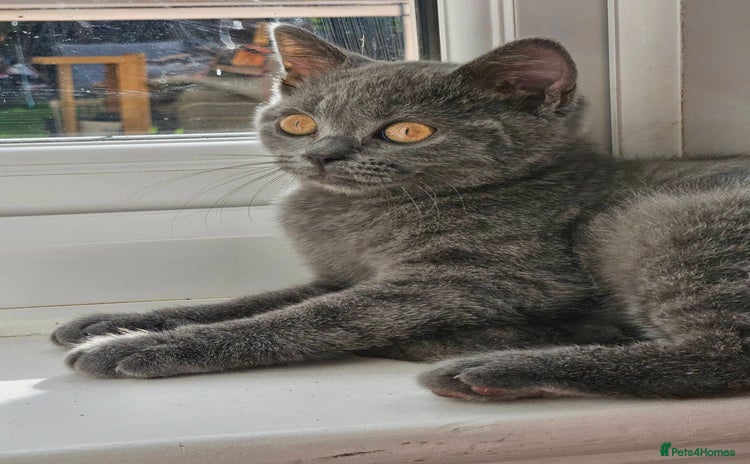 Brazilian Shorthair cats - Advert 1