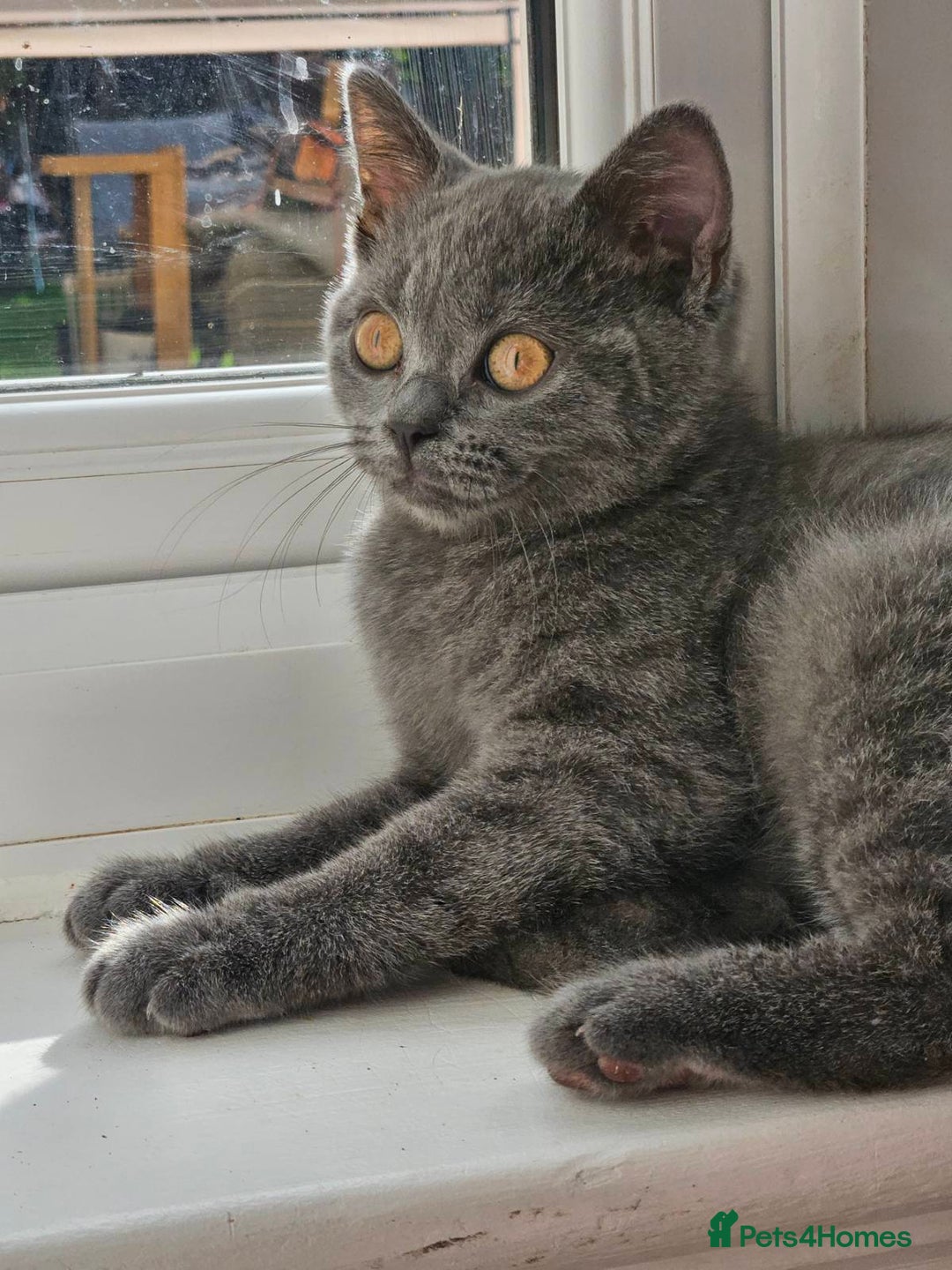 Brazilian Shorthair cats for sale: British short hair kittens  - Image 2