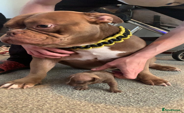 American Bully dogs - Advert 1