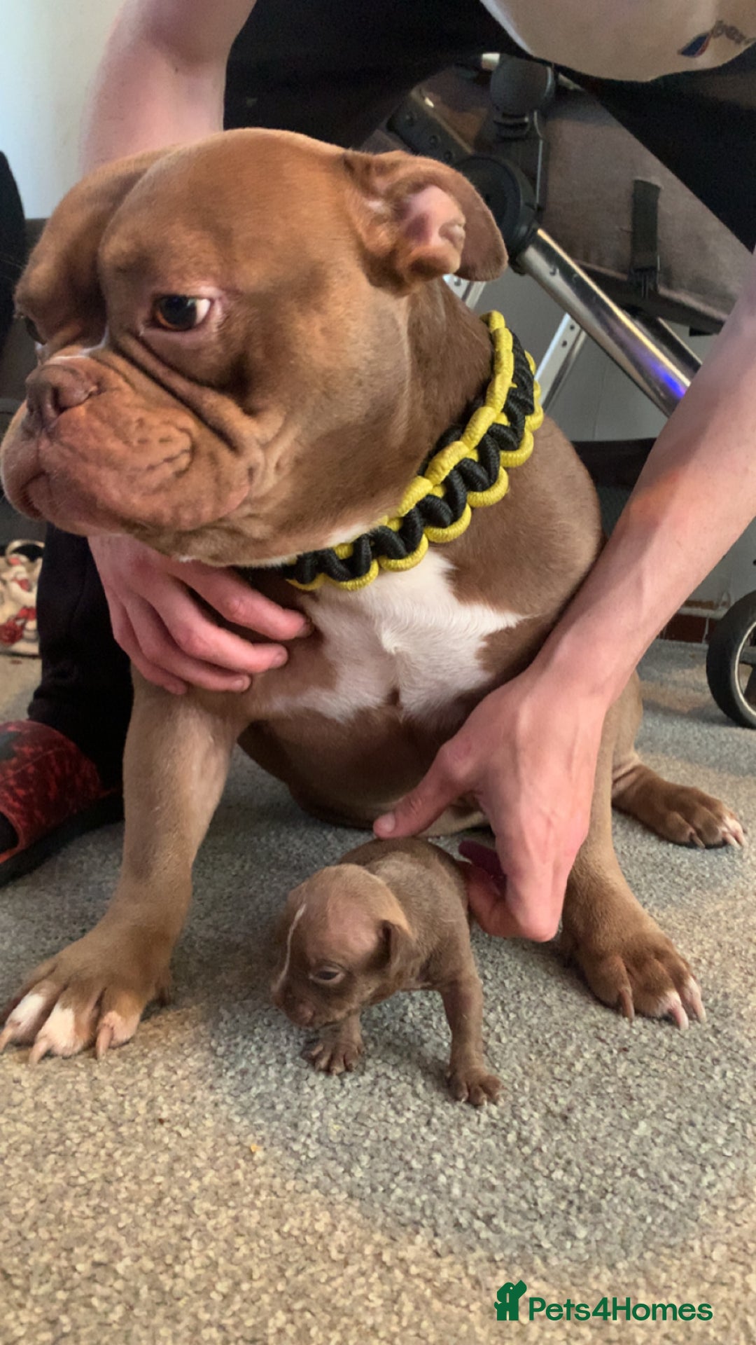 American Bully dogs for sale: Micro Exotic / pocket bully’s  - Image 1