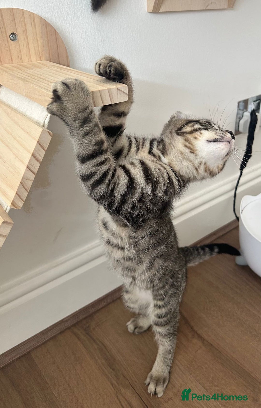 Keetso cats for sale: Reduced Ready now Last 1, Rare Jungle Curl Kittens in Portsmouth - Image 30
