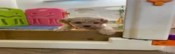 Maltipoo dogs for sale: Adorable Maltipoo Boys  - Advert 20