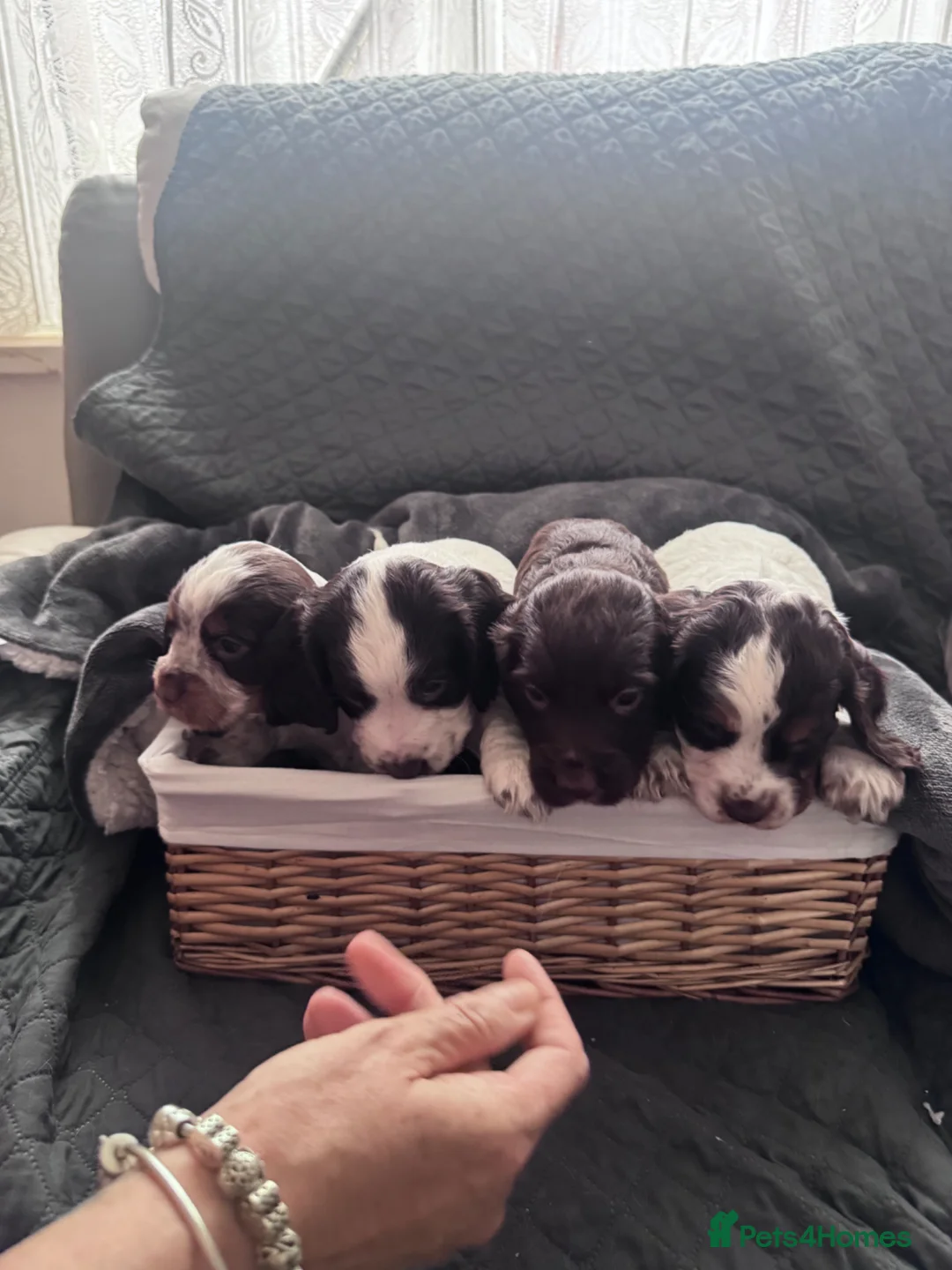 Cocker Spaniel dogs for sale: 4 beautiful cocker spaniel puppies - Advert 1