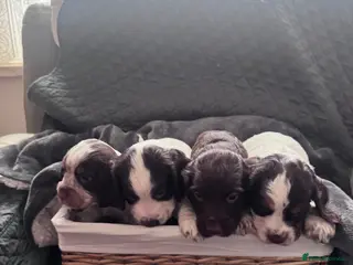 Cocker Spaniel dogs 4 beautiful cocker spaniel puppies - Advert 1