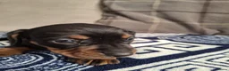 Dachshund dogs for sale: Lovely Litter of 6 Dachshund Puppies  - Advert 6