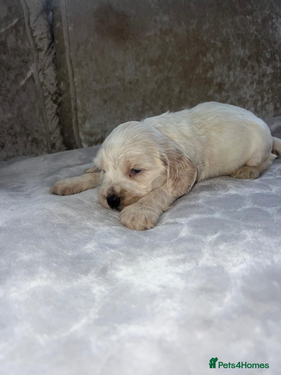 Cocker Spaniel dogs for sale: Kc registered show cocker spaniels  - Advert 4