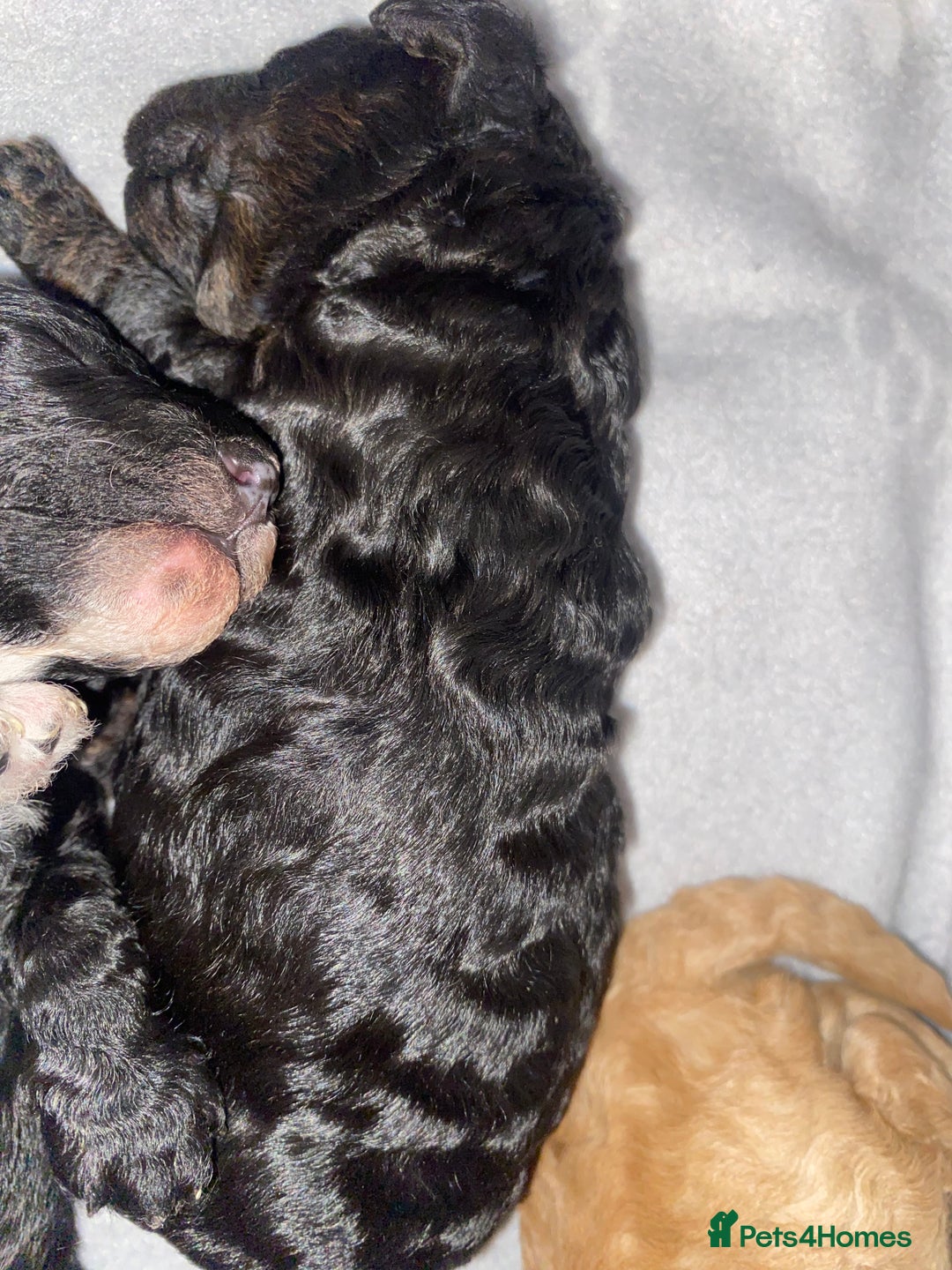 Miniature Poodle dogs for sale: Beautiful Miniature/Toy poodles  - Advert 29