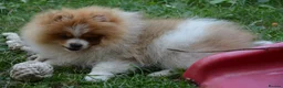 Pomeranian dogs for sale: PACO - Beautiful Pomeranian Boy - Advert 5