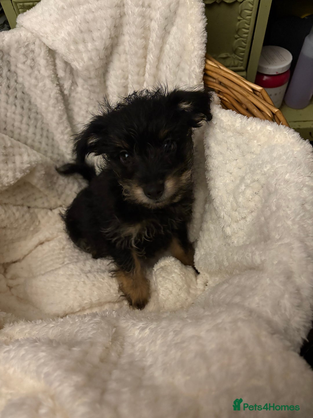 Mixed Breed dogs for sale: Yorkshire terrier x puppies  - Advert 7