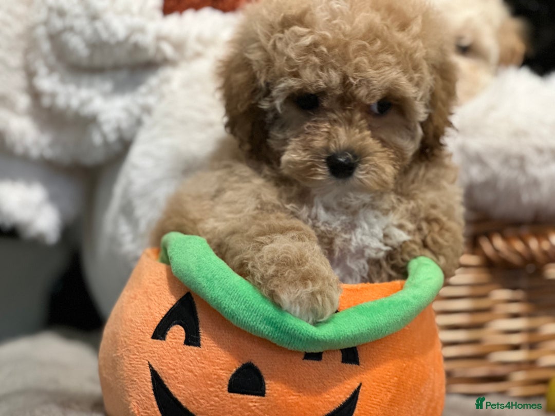Shihpoo dogs for sale: Absolutely stunning Shihpoo pups ready now ❤️ - Image 10