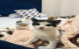 Mixed Breed cats for sale: Beautiful mixed kittens  - Image 3