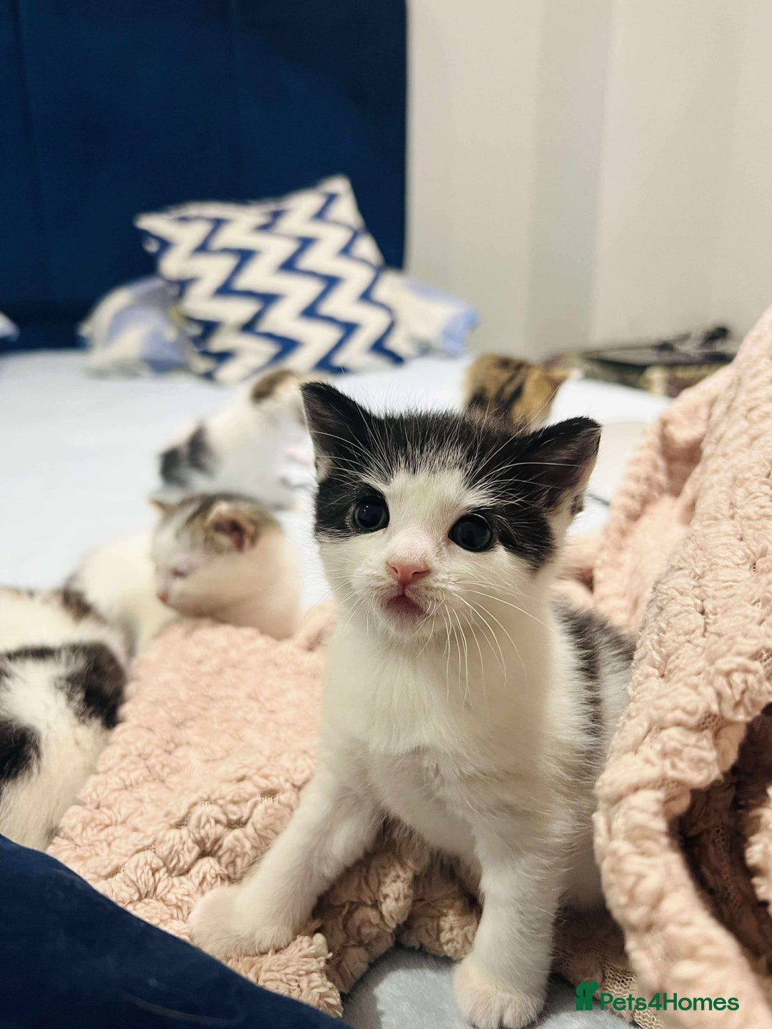 Mixed Breed cats for sale: Beautiful mixed kittens  - Image 3