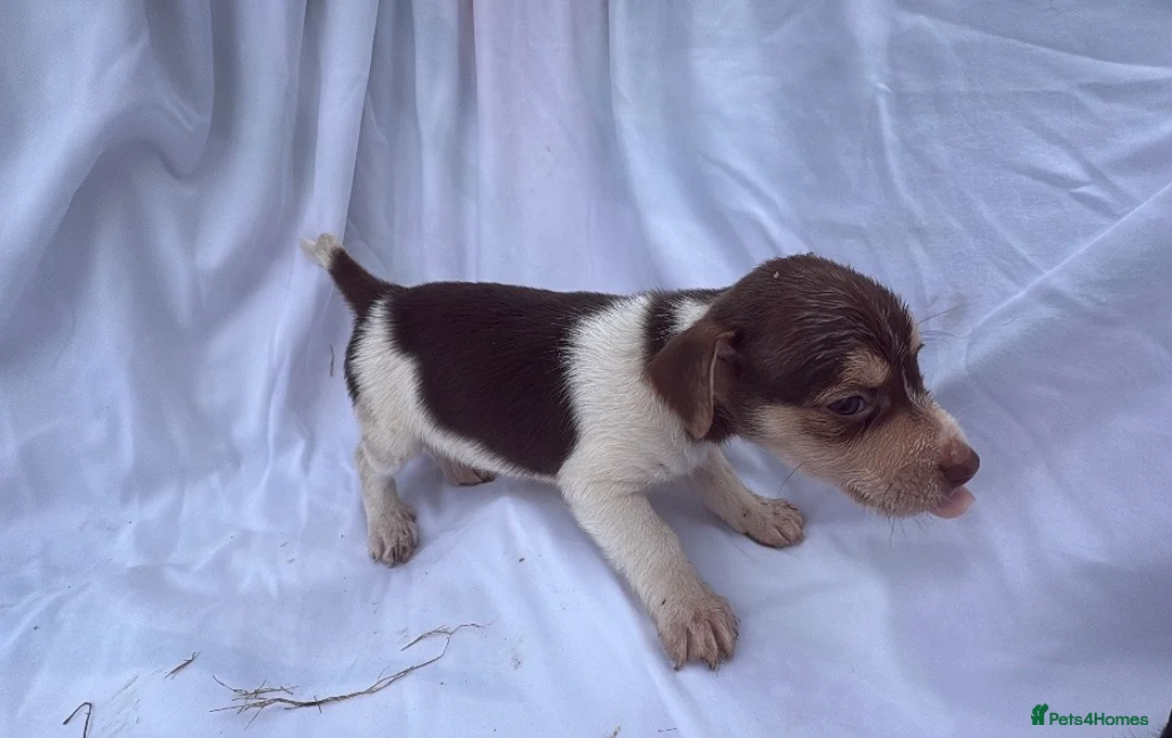 Jack Russell dogs for sale: Jack Russell pups  - Advert 4