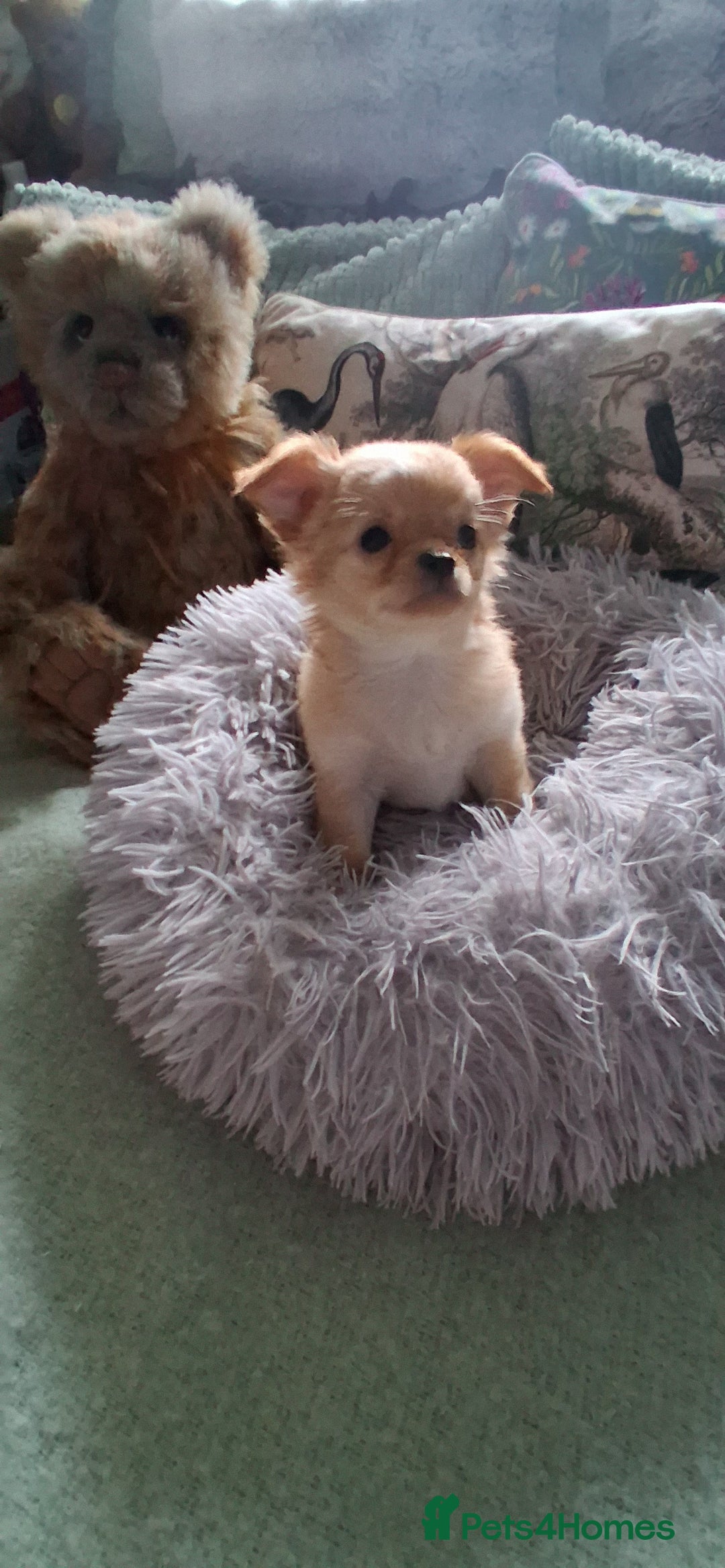 Chihuahua dogs for sale: Stunning Babies looking for forever 5* homes - Image 13