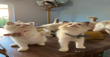 Ragdoll cats - Advert 3