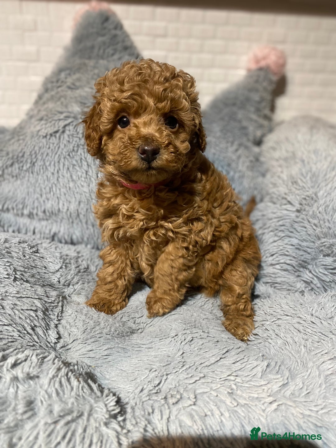 Toy Poodle dogs for sale: KC Toy Poodles Health Tested - Advert 10