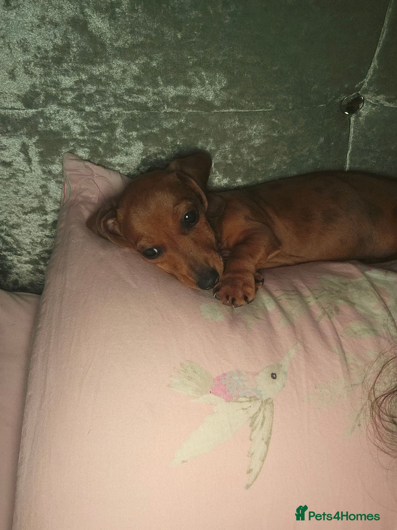 Dachshund dogs 1 Miniature dachshund left - Advert 1