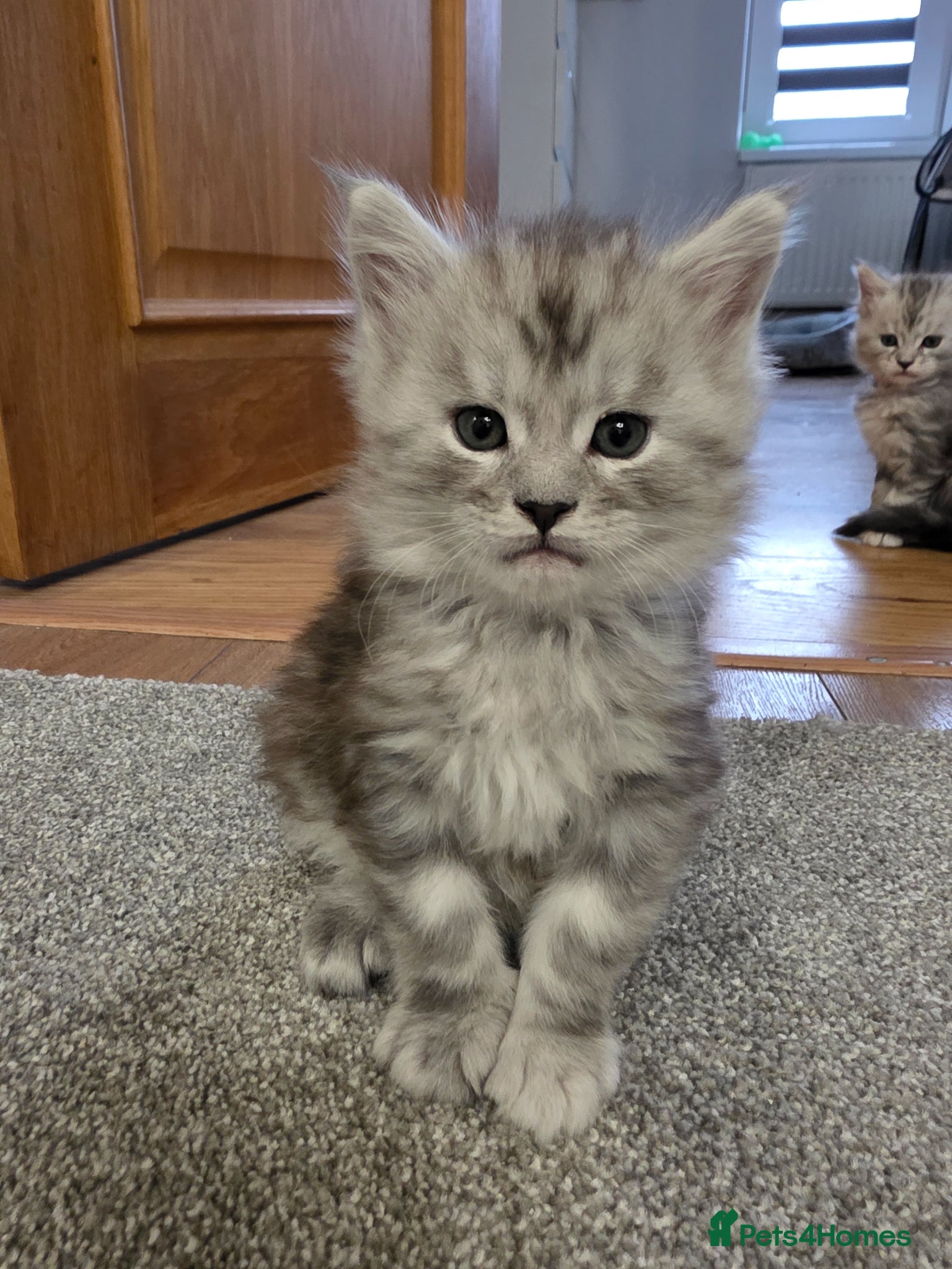 Maine Coon cats  Maine Coon Kittens Looking for Loving Homes!   - Advert 2