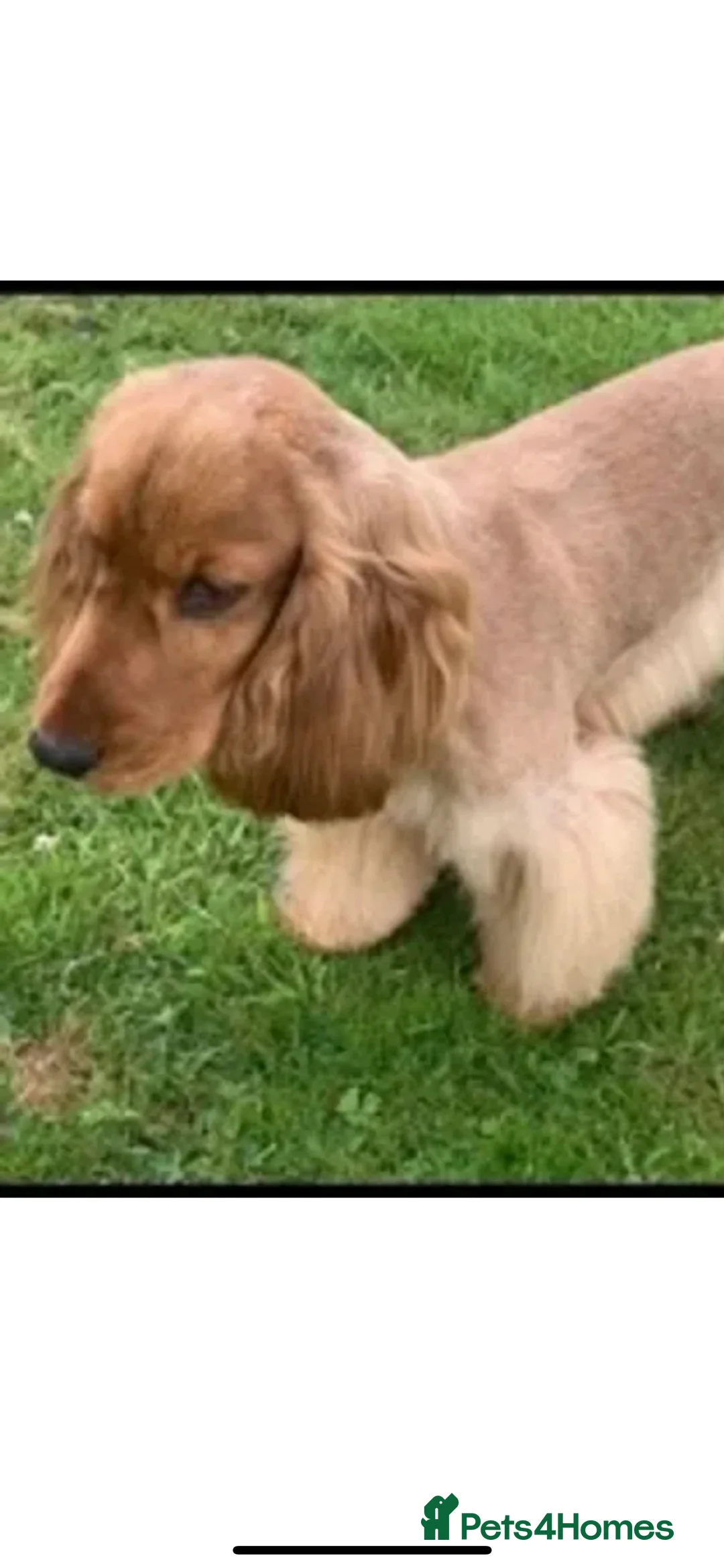 Cocker Spaniel dogs for stud: KC STUNNING SHOW COCKER (FULLY HEALTH TESTED) in Galston - Advert 8