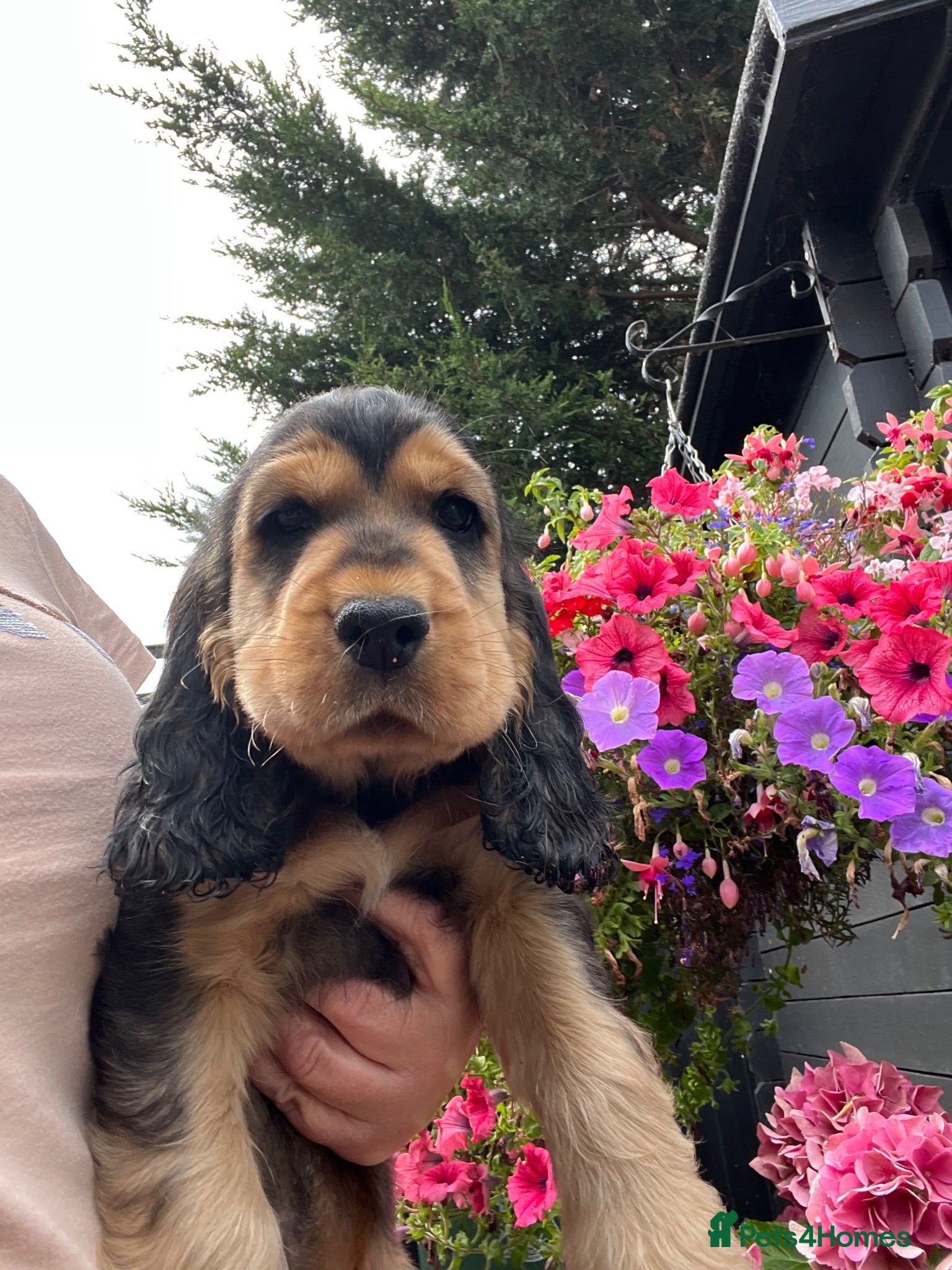 Cocker Spaniel dogs Ready now Kc show cocker spaniels - Advert 17