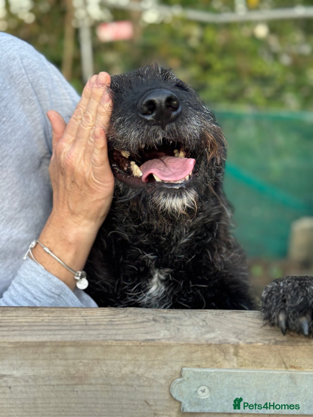 Mixed Breed dogs for adoption: Miro is desperate to find his special Person 💙 - Advert 16