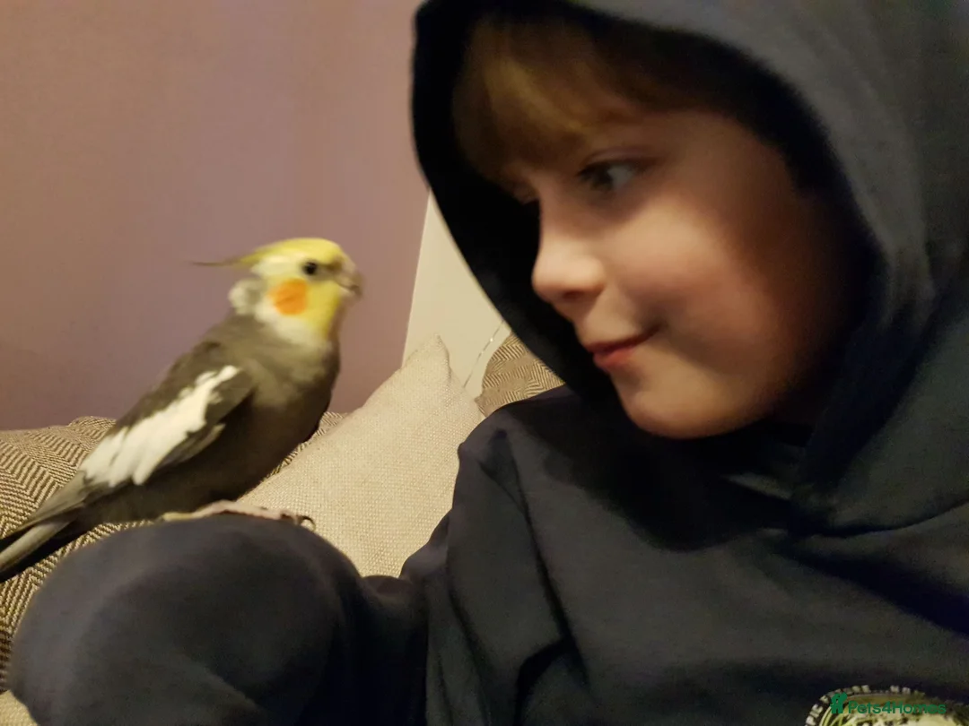Parakeets birds for sale: Cockatiel & Budgie in Leighton Buzzard - Advert 2
