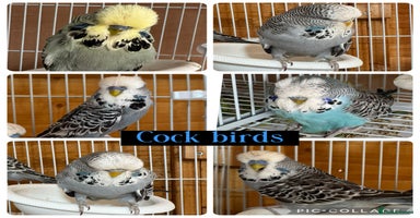 Budgerigars birds - Advert 6