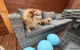 Pomeranian dogs for sale: Super Quite teddy bear Pomeranians puppy’s  - Image 2