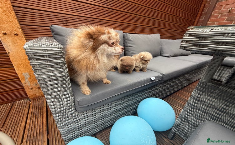 Pomeranian dogs - Advert 3