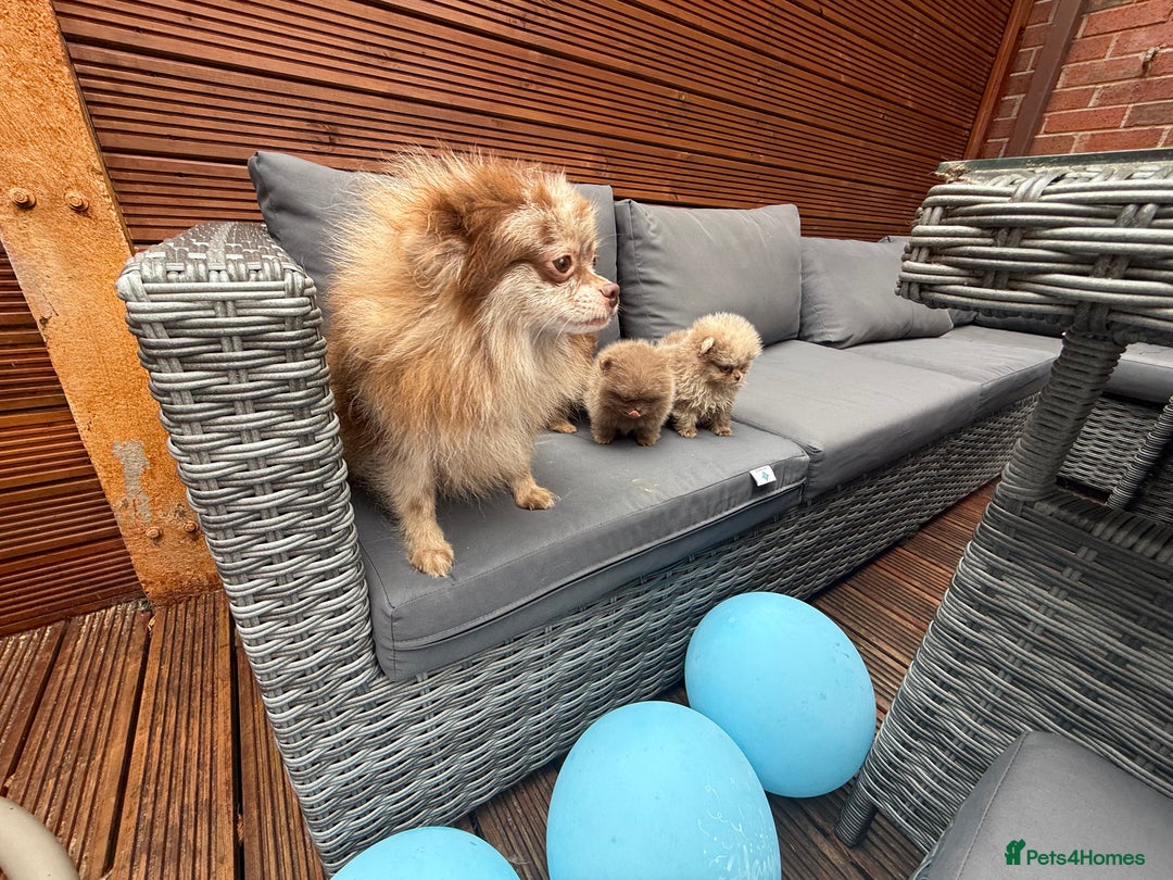 Pomeranian dogs for sale: Super Quite teddy bear Pomeranians puppy’s  - Image 2