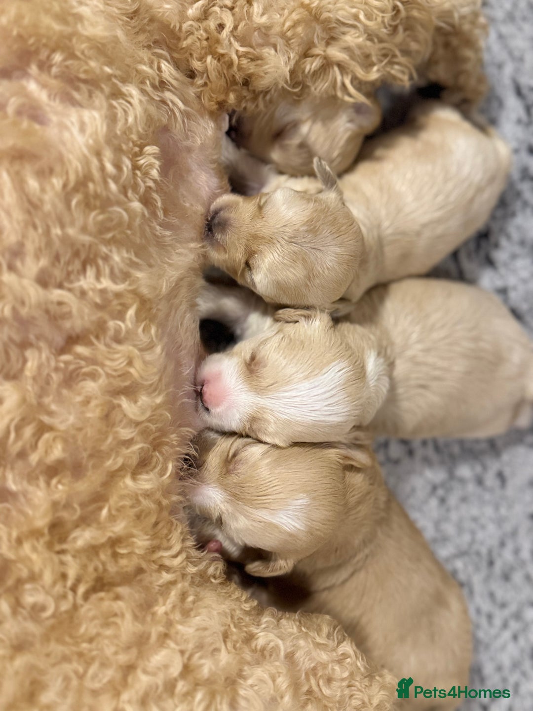Maltipoo dogs for sale: Tiny Fluffy Bundles of Joy – Ready Mid-January! - Advert 2