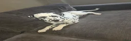Dalmatian dogs for sale: Dalmation in Spalding - Advert 4