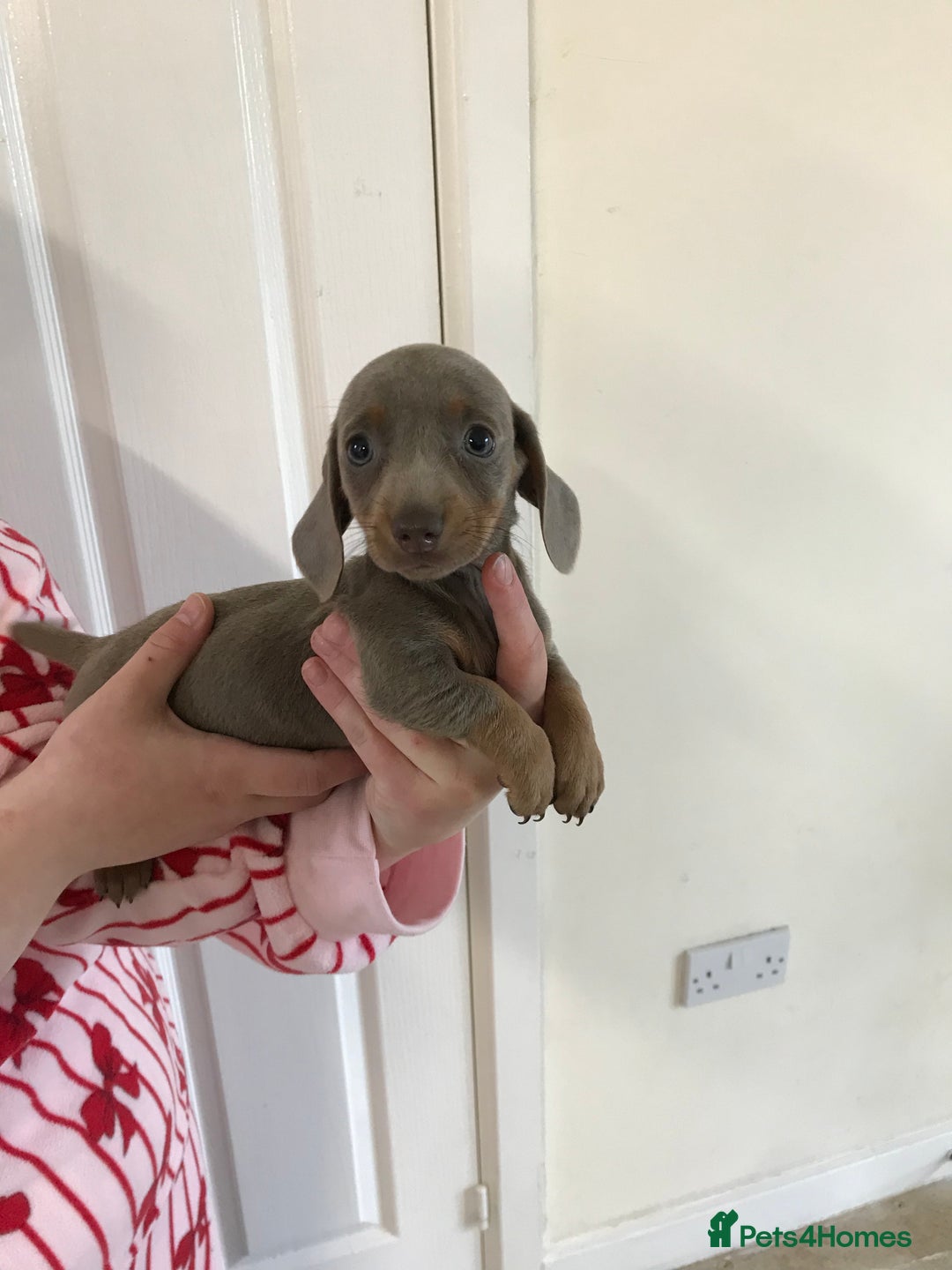 Dachshund dogs for sale: Dachshund  - Image 8