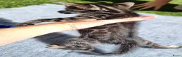 Bengal cats for sale: Beautiful TICA registered Bengal Kittens - Advert 14