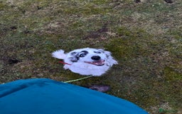 Border Collie dogs for sale: Patch - Image 4