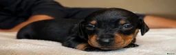 Dachshund dogs for sale: Dachshund Puppies - Ready to reserve - Advert 20