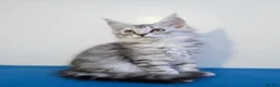 Maine Coon cats for sale: Beautiful GCCF mixed silver kittens - Advert 11