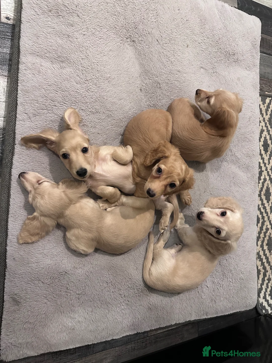 Miniature Dachshund dogs for sale: Miniature long haired dachshunds  in Guildford - Advert 1