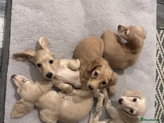 Miniature Dachshund dogs Miniature long haired dachshunds - Advert 2