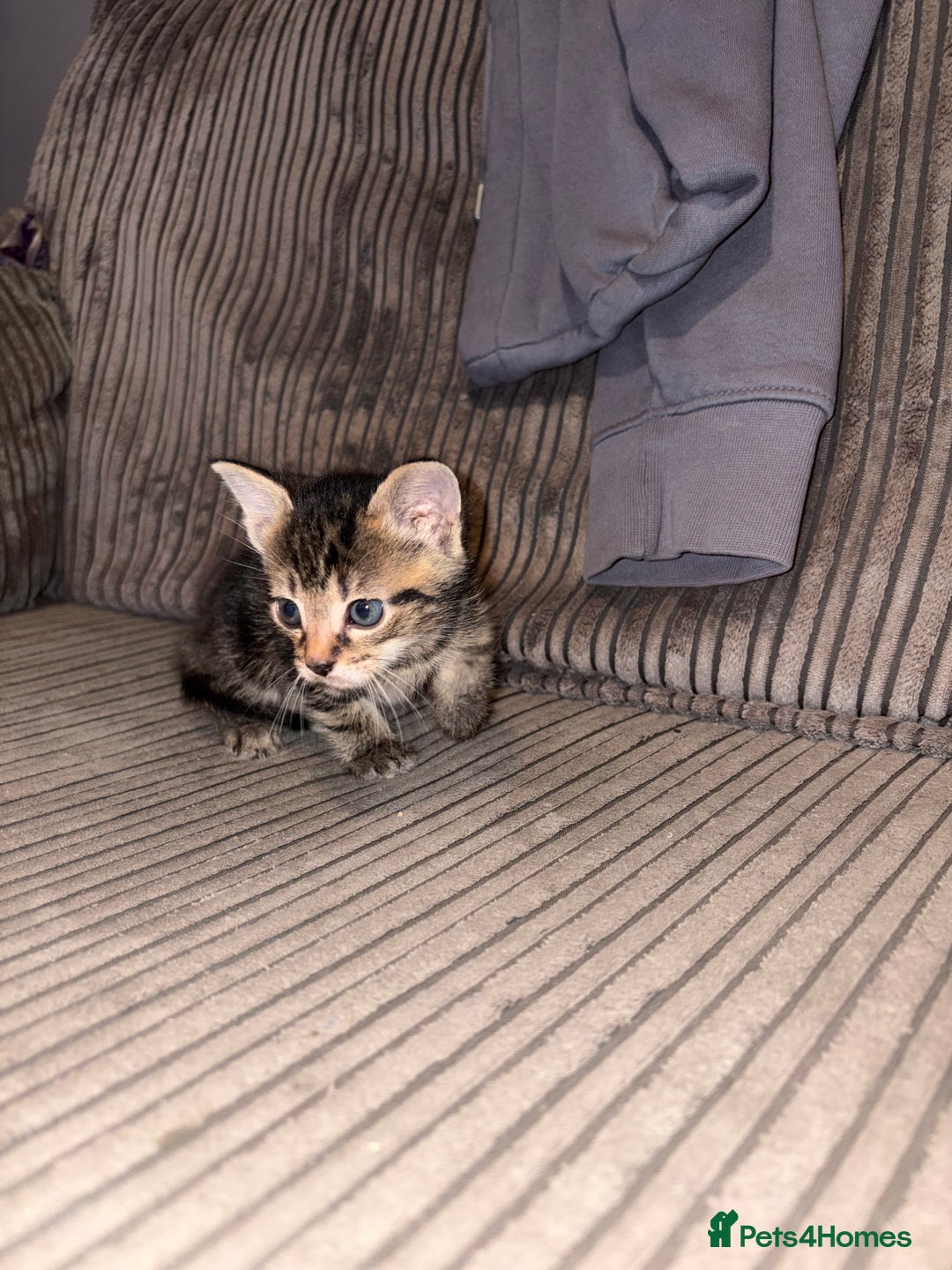 Domestic Shorthair cats for sale: 4 gorgeous Tabby kittens ready 26-1-26 - Advert 32